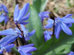 Майским теплом завершится март в Борисоглебске