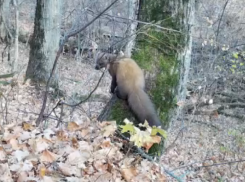 Мышкующую лису и ловкую куницу сняли на видео в Хоперском заповеднике