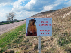 О байбаках на дорогах в Воронежской области предупредили водителей 