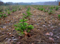 Власти решили за 5 лет восстановить 2,3 тыс га лесов в Воронежской области