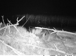 В Хопёрском заповеднике фотоловушка  запечатлела ныряющего бобра