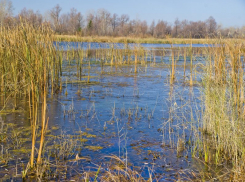 Похолодание и дожди пообещали борисоглебцам на этой неделе 
