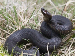 Житель Поворинского района загрыз гадюку