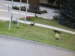 Нападение собаки на ребенка в центре Терновки прокомментировал глава районной администрации