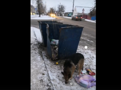 Мусорную реформу в Борисоглебске оценили бродячие собаки