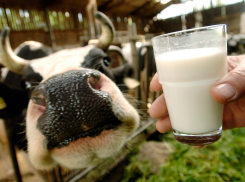 Борисоглебский округ  не попал в рекордсмены  по надоям  молока