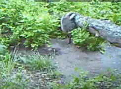 Хопёрский заповедник опубликовал новые видео с фотоловушек