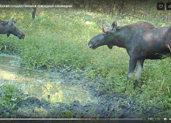 Влюбленная  пара  лосей  попала в объектив фотоловушки Хоперского заповедника
