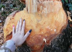 Подготовку бобров к зиме сфотографировали в Хоперском заповеднике 