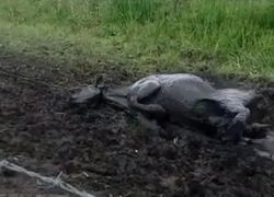 Грубое спасение утопающих в грязи коров сняли на видео в Бобровском районе