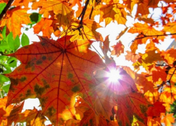 Борисоглебцев ждут теплые выходные