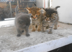 Возле одного из супермаркетов Борисоглебска поселилось  целое семейство котят