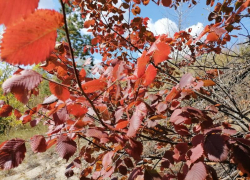 Стремительное потепление придет в Воронежскую область