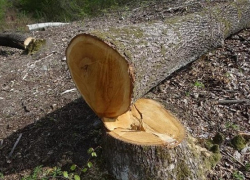 Житель Поворинского района незаконно вырубил деревья на 900 тыс. рублей