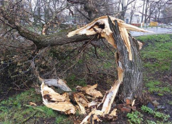 В Борисоглебске спилят более 100 аварийных деревьев 