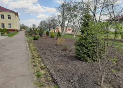 Поворинский район ко Дню Победы и юбилею города зазеленел молодыми деревьями