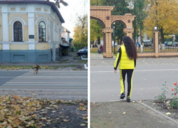 Борисоглебские собаки превзошли своих двуногих собратьев в умении переходить дорогу по правилам