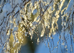 Когда в Воронежскую область придет настоящая весна, рассказали синоптики