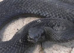 В Грибановском районе змея укусила местного жителя