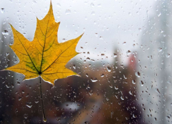 В начале рабочей недели в Воронежскую область придут дожди