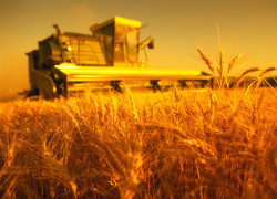 8 октября – День работника сельского хозяйства и перерабатывающей промышленности!