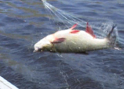 В Борисоглебском районе активизировались браконьеры