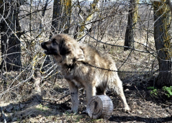 В Чигораке местные жители и зоозащитники спасли привязанную к дереву кавказскую овчарку