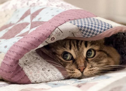 На последней рабочей неделе лета в Борисоглебске похолодает