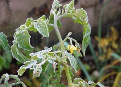 Борисоглебским садоводам на заметку: как уберечь растения от заморозков