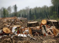В Воронежской области за прошлый год насчитали 90 экологических преступлений