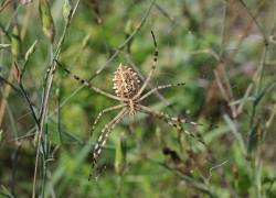 В Воронежской области обнаружили редкого пустынного паука