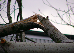 Борисоглебский «Управдом» попал на деньги из-за упавшей на элитный Mercedes ветки