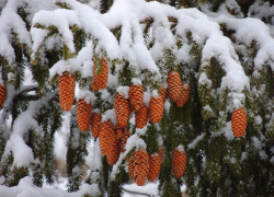 Антициклон, переходящий через атмосферный фронт, накроет Воронежскую область