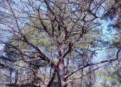 У известного всем борисоглебцам  «Дуба Желаний»  пройдет субботник