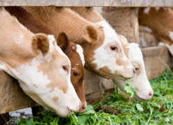 Зараженных сибирской язвой коров привезли в Воронежскую область без документов