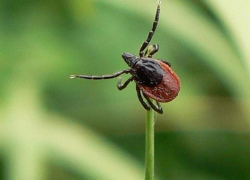 Борисоглебцам на заметку: что делать, если тебя укусил клещ