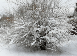 Рабочая неделя в Борисоглебске начнется с похолодания и мощного снегопада