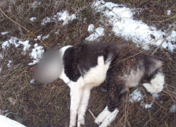 «Охота» на бездомных собак развернулась  в одном из районов Воронежской области