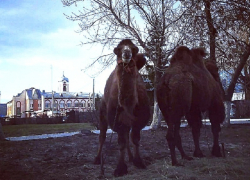 В центре Новохоперска сфотографировали пасущихся верблюдов