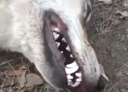 Нападение волчицы на мужчину привело к карантину по бешенству в Борисоглебске