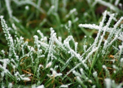 В Воронежской области объявили штормовое предупреждение из-за заморозков в ночь на 2-е июня