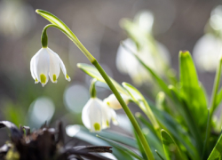 В Воронежскую область приходит настоящая весна