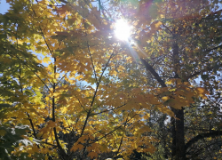 Новая рабочая неделя начнется в Борисоглебске с похолодания