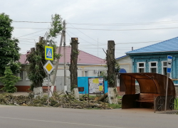  Борисоглебску тоже не помешает: в столице Черноземья предложили ввести крупные штрафы за порчу деревьев при выполнении строительных работ