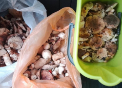 В Воронежской области начался осенний грибной бум