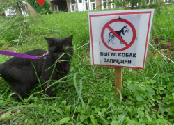 С собаками на улицы столицы Воронежской области больше нельзя