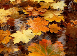 Похолодание и дожди придут в Борисоглебск на текущей неделе