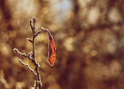 Небольшие дожди и легкие заморозки ожидаются в Воронежской области на последней неделе ноября