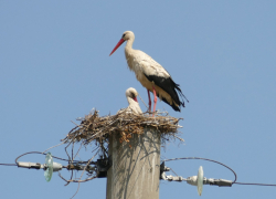 Аисты в Борисоглебске, гнездо которых разрушили электрики, обрели новый дом