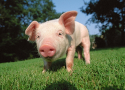 Хорошо ли крестьянину жить на селе? И при чем здесь АЧС.